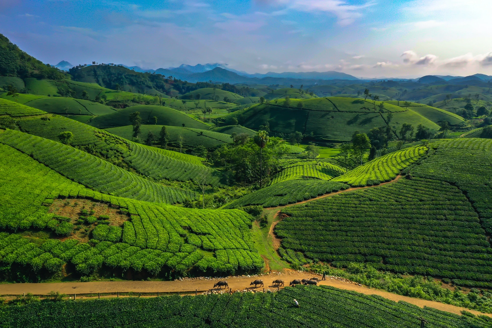 Cảnh bình minh đắt giá tại đồi chè đang ‘hot’ nhất Phú Thọ