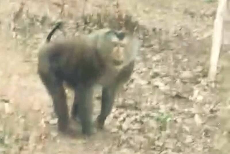 Khỉ hoang dã liên tiếp tấn công người dân tại Sơn La