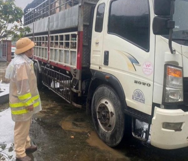 Phát hiện 2 xe tải chở 7,2 tấn heo nghi nhiễm dịch tả heo châu Phi