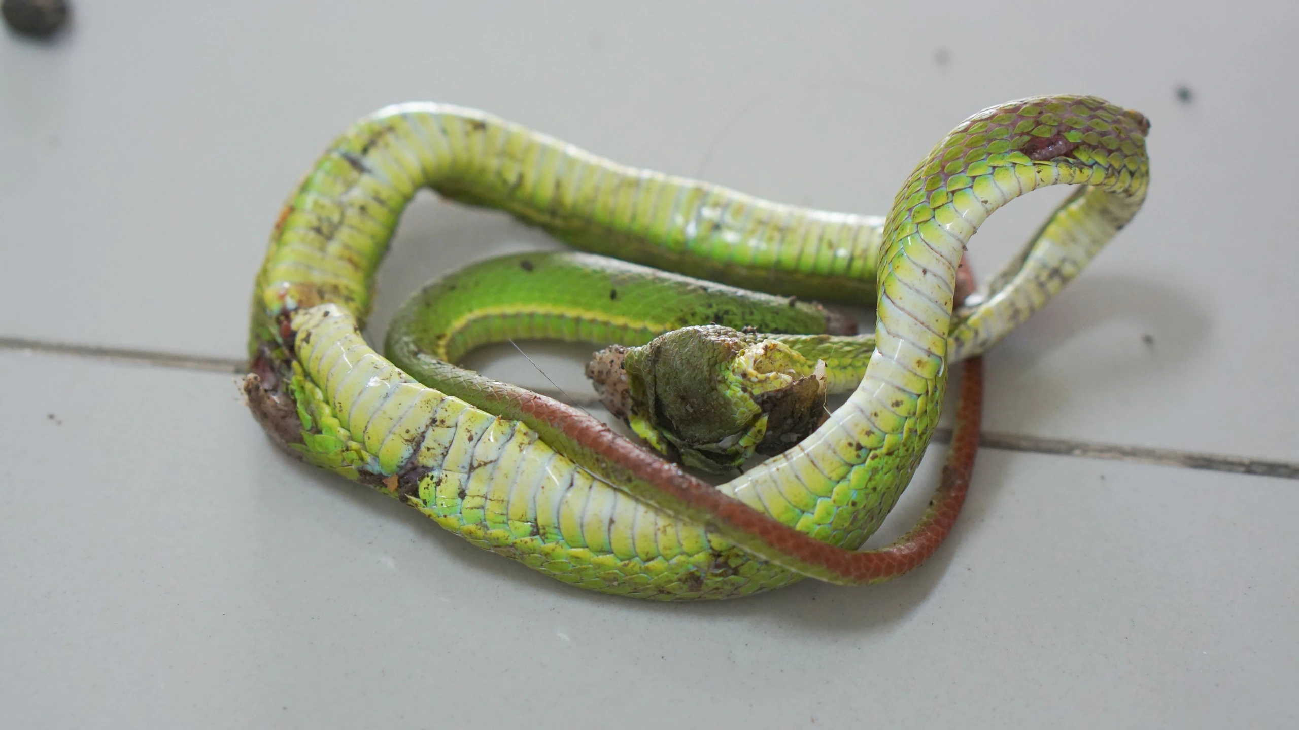 Đắp thuốc để ‘hút độc’ do rắn cắn, người đàn ông sốc phản vệ nguy kịch