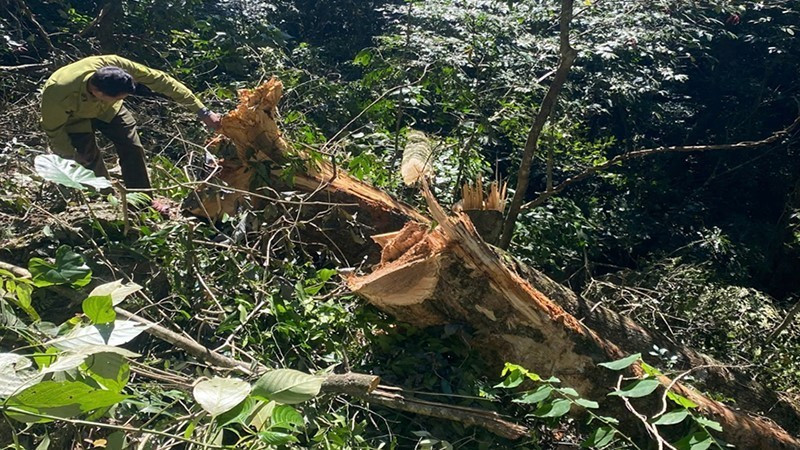 Thanh Hóa: Đã xác định được đối tượng xâm hại rừng ở Pù Luông