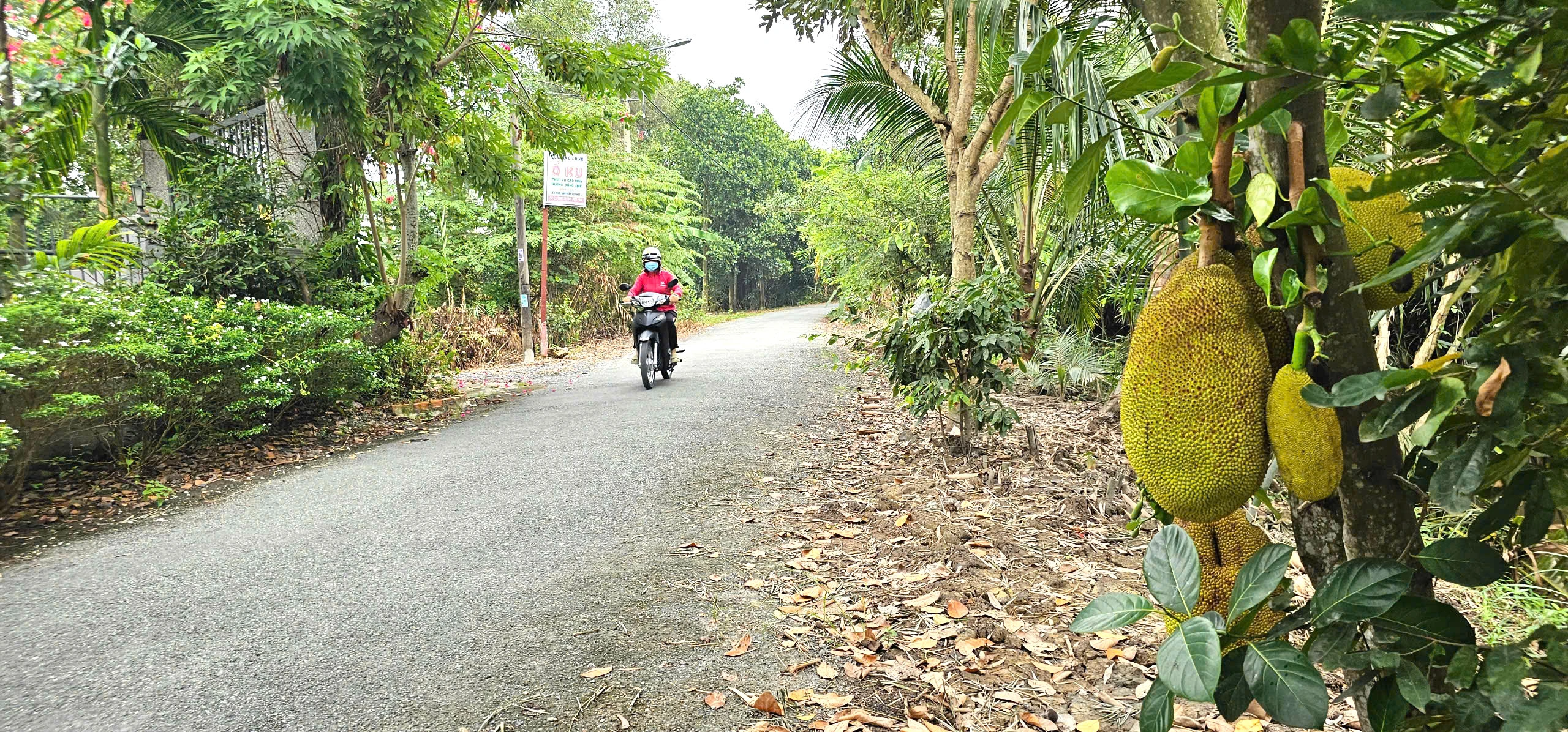 Tên đường độc lạ ở vùng ven TP.HCM: Ổ Cu Kiến Vàng và ký ức khẩn hoang