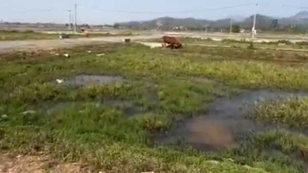 Bất động sản Bất ngờ môi giới, “cò” đất vắng bóng tại khu đấu giá Nam Lĩnh, Nghệ An