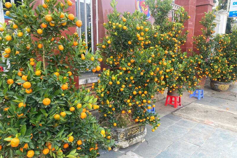 Đào quất ở Sơn La nườm nượp xuống phố, giá mềm vẫn vắng khách