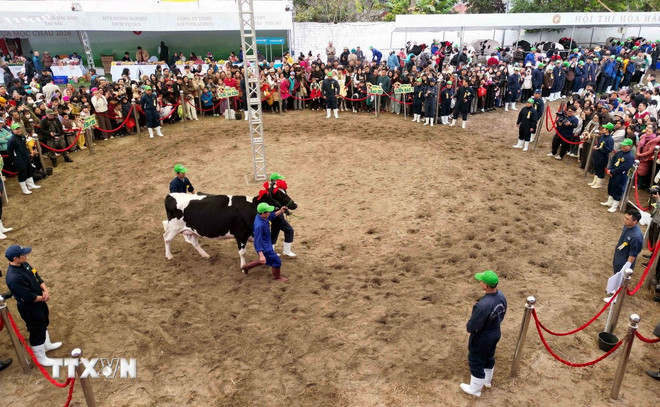 Sơn La: Tưng bừng hội thi “Hoa hậu bò sữa Mộc Châu năm 2026”
