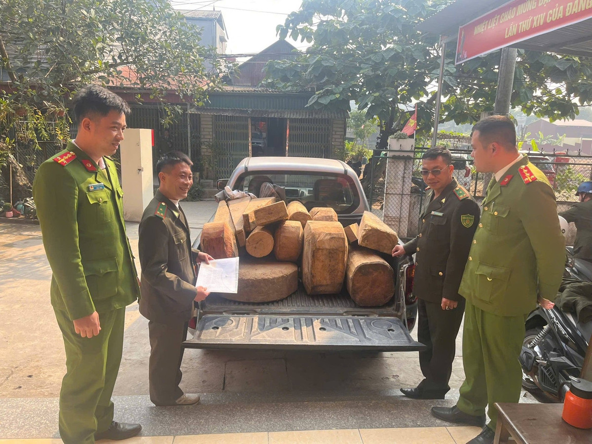 Lào Cai: Xử lý 2 vụ cất giữ, vận chuyển trái phép khúc gỗ pơ mu