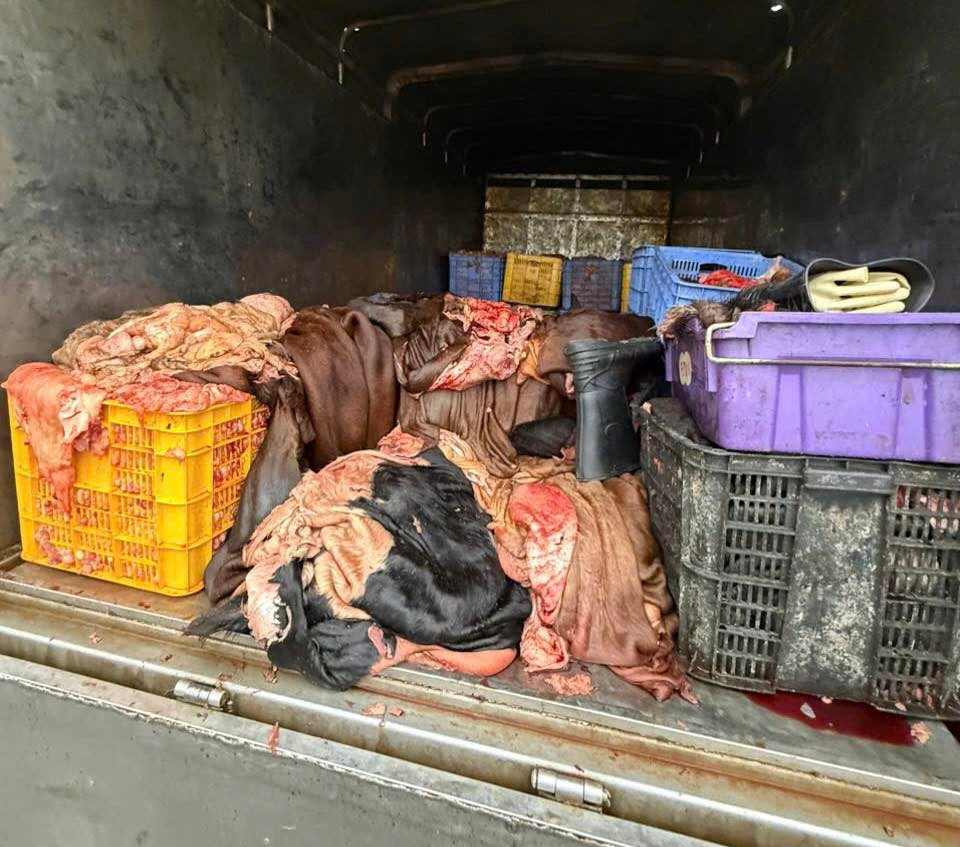 Phú Thọ phát hiện 1,2 tấn mỡ, da trâu, bò không rõ nguồn gốc