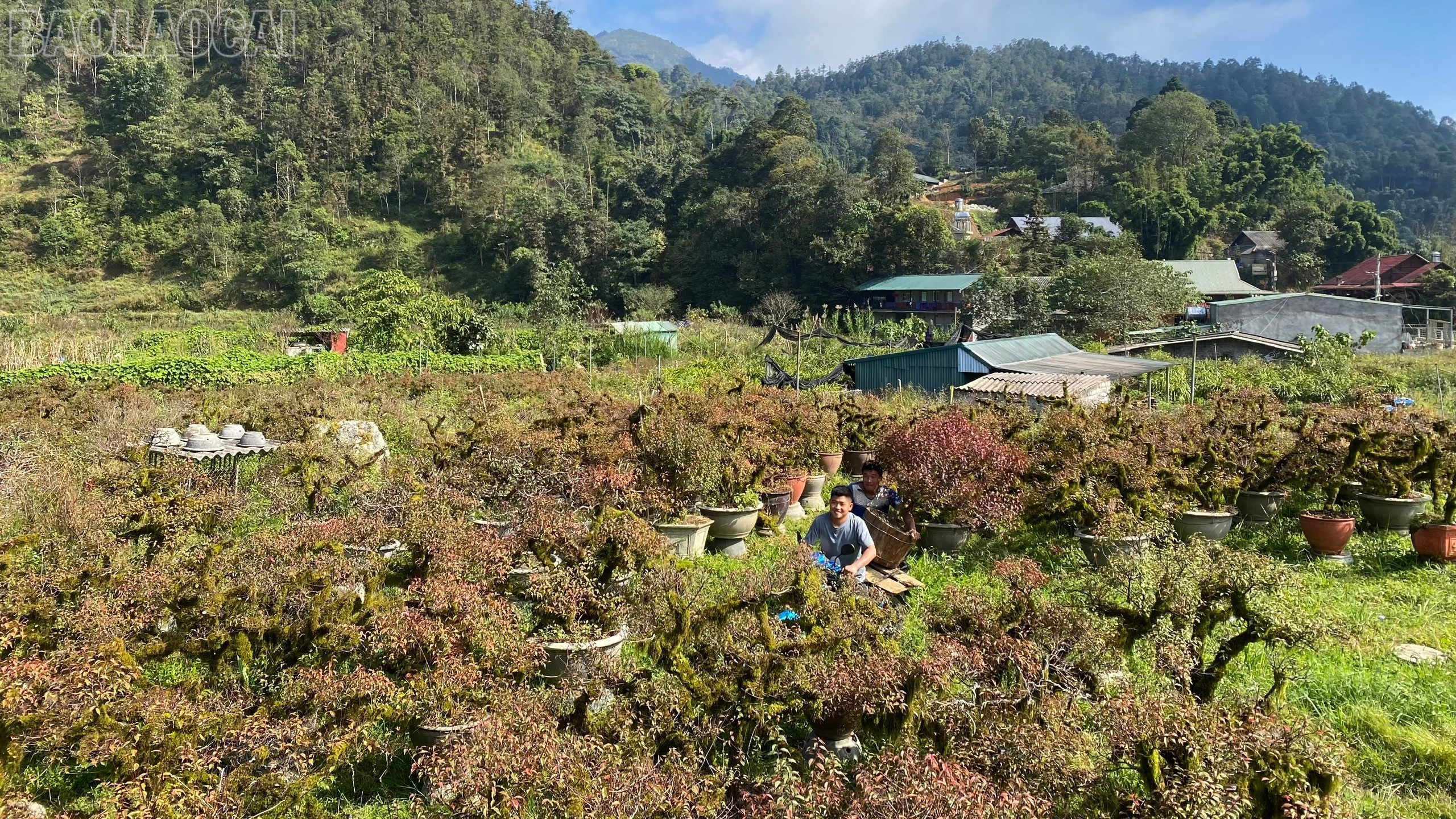 “Thủ phủ” nhất chi mai vào vụ Tết