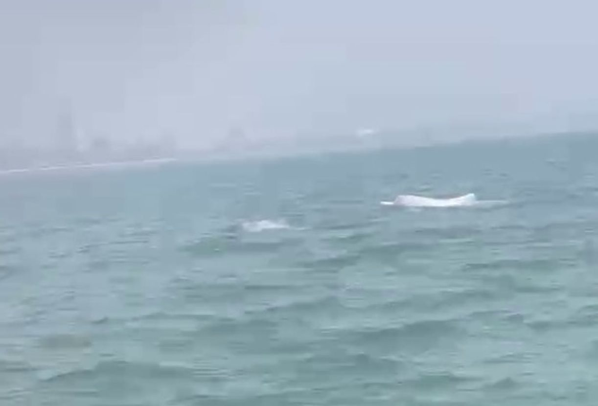 Thanh Hóa: Cá heo trắng xuất hiện ở biển Sầm Sơn