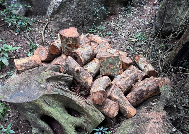 Thái Nguyên: Xâm hại rừng đặc dụng Thần Sa, 2 đối tượng bị phát hiện