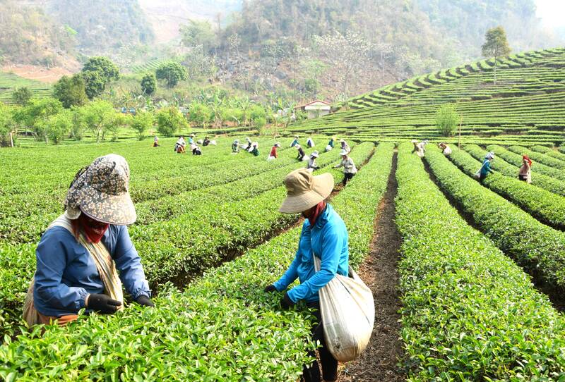 Vùng chè Sơn La dưới chân đèo Pha Đin giúp người dân thu nhập ổn định