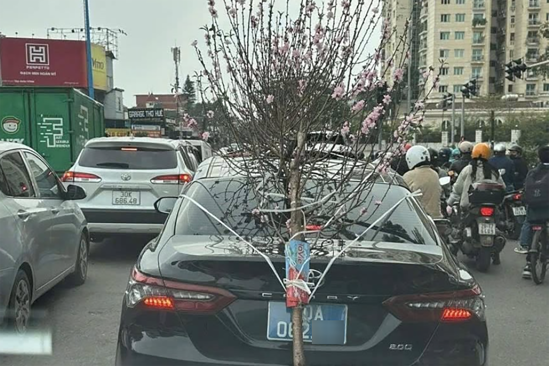 Buộc cành đào che biển số, tài xế ô tô biển ’80A’ bị phạt 23 triệu đồng