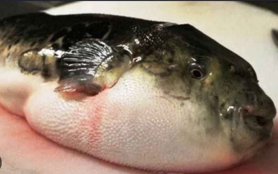 Cục An toàn thực phẩm chỉ đạo khẩn vụ nghi ngộ độc cá nóc tại Quảng Ninh