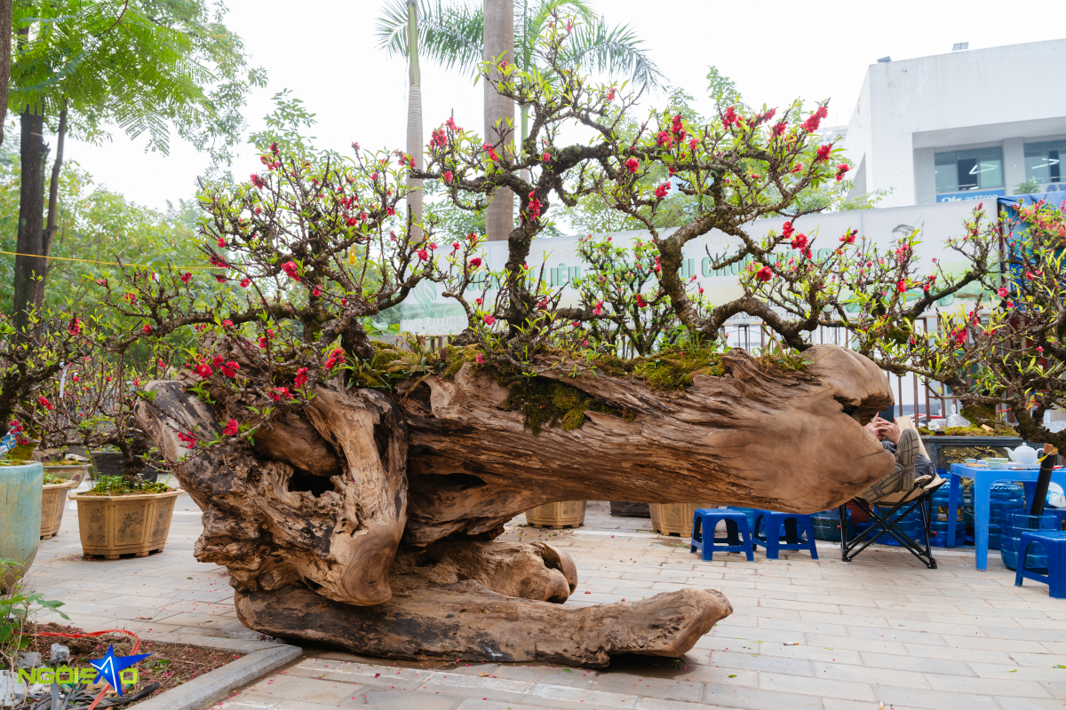 Cặp thuyền đào thất thốn giá gần một tỷ đồng dịp Tết