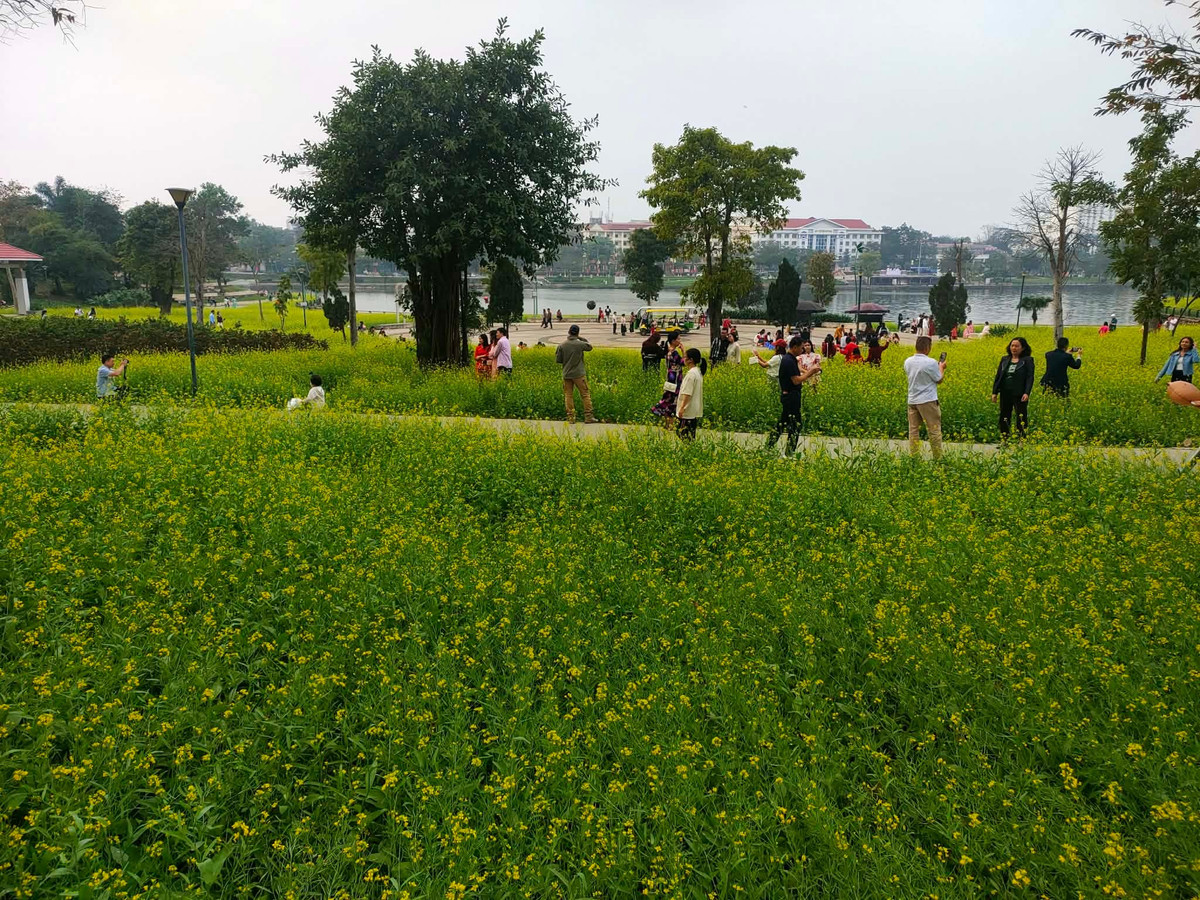 Cánh đồng hoa cải nở đúng dịp Tết, hút khách tham quan tại Phú Thọ