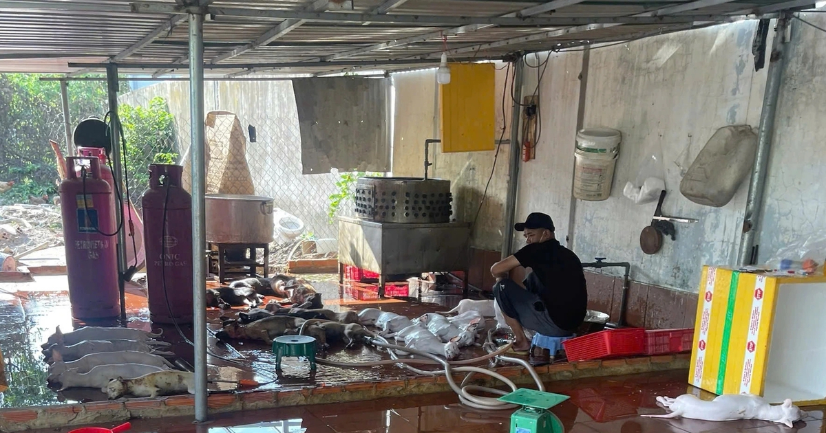 Rùng mình lò giết mổ lậu chó, mèo: ‘Bốc hơi’ bí ẩn trước giờ kiểm tra