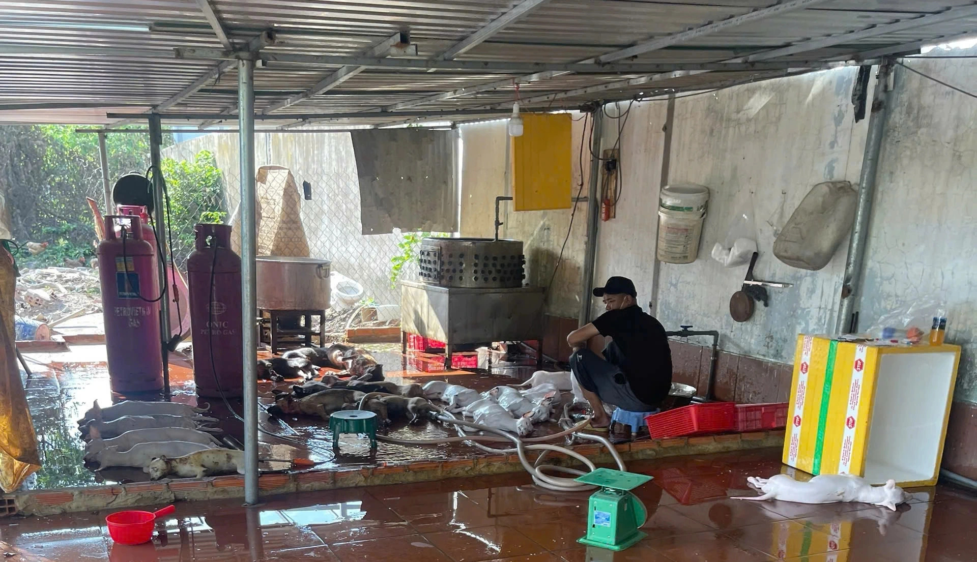 Bí ẩn giết mổ chó mèo trái phép tại TP . HCM năm 2026 - Ảnh 1. Bí ẩn giết mổ chó mèo trái phép tại TP . HCM năm 2026 - Ảnh 1.