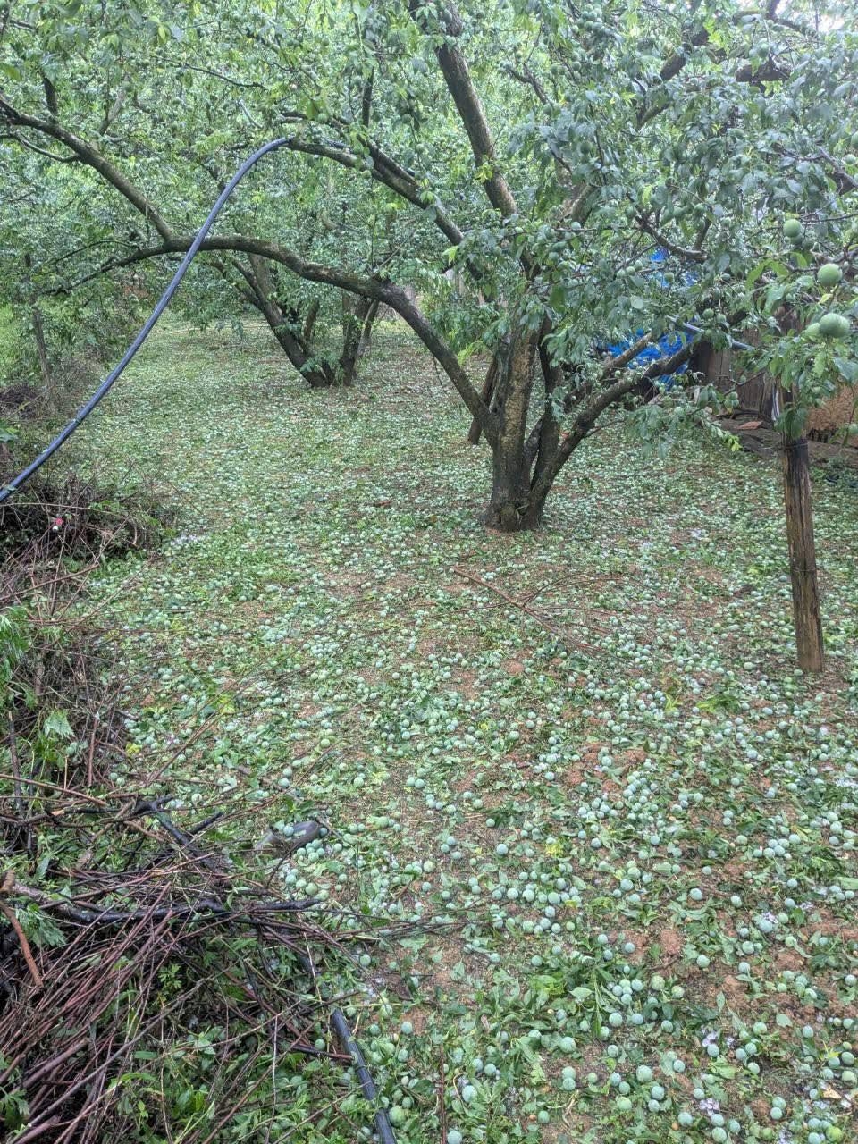 mưa đá gây thiệt hại nhiều diện tích cây trồng tại sơn la hình ảnh 1 mua da gay thiet hai nhieu dien tich cay trong tai son la hinh anh 1