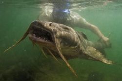 Bất chấp nguy hiểm để đi săn loài cá 'quý như báu vật' của sông Đà