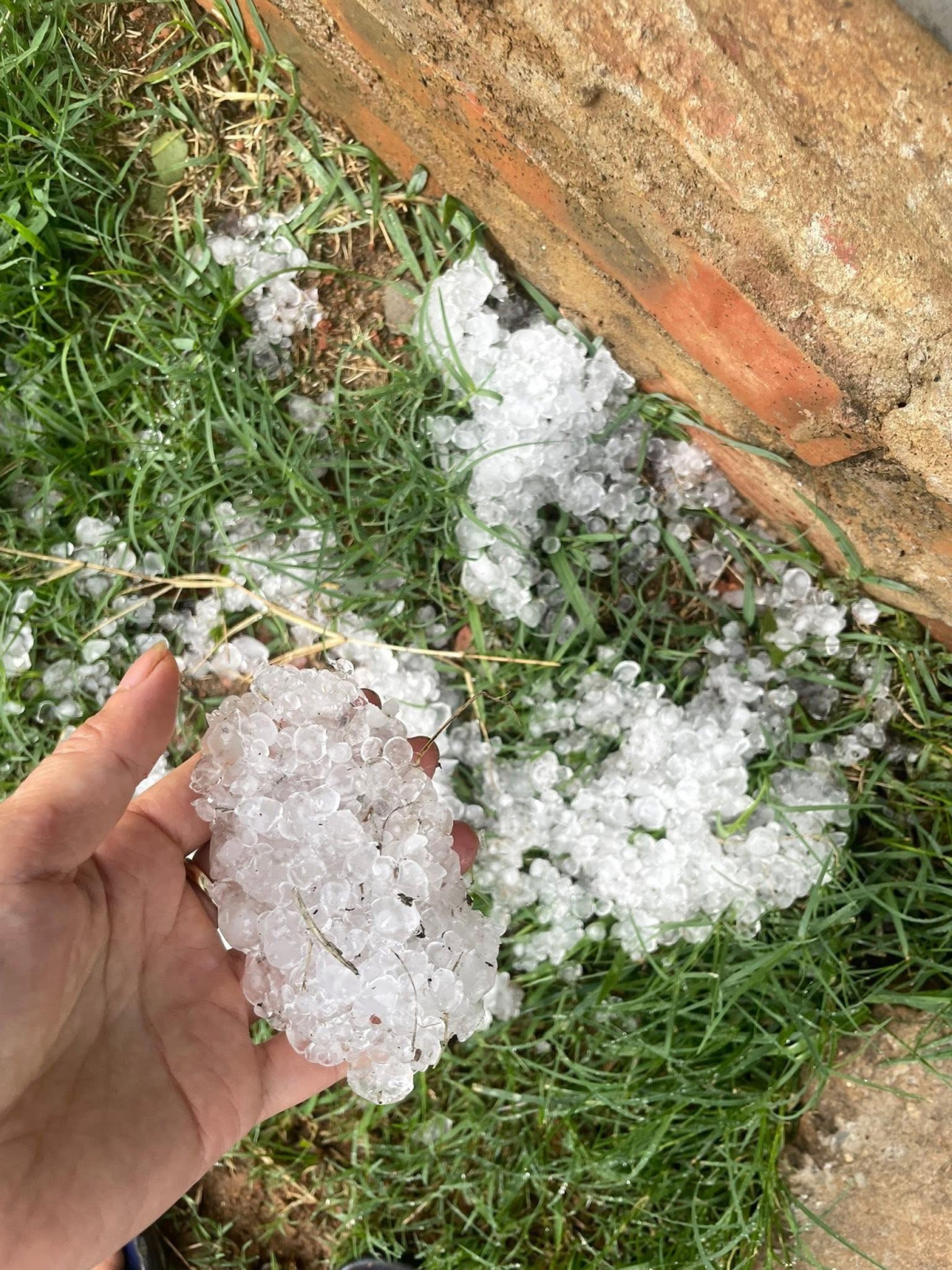 mưa đá gây thiệt hại nhiều diện tích cây trồng tại sơn la hình ảnh 2 mua da gay thiet hai nhieu dien tich cay trong tai son la hinh anh 2