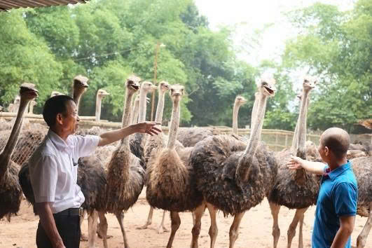 Ba Vì nổi lên là địa phương có mô hình chăn nuôi đà điểu cho hiệu quả kinh tế cao