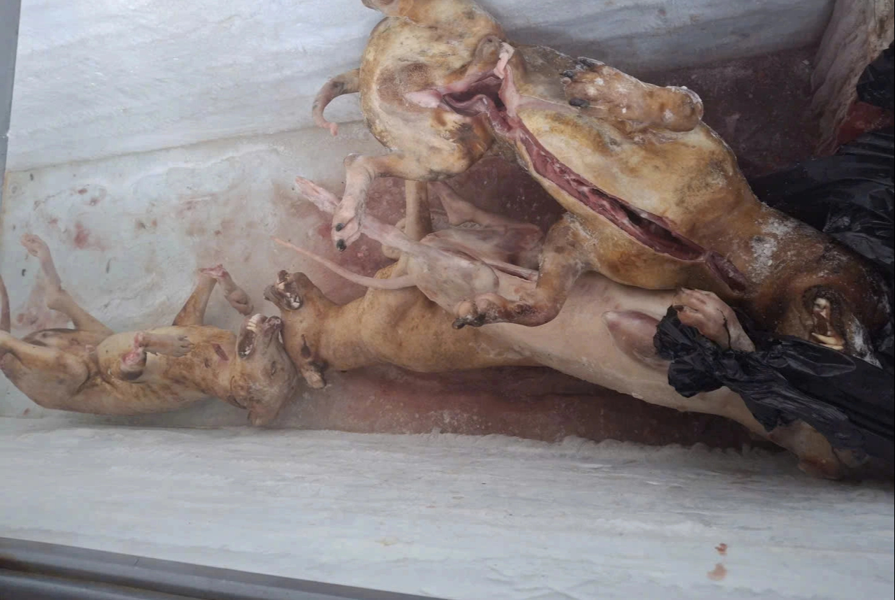 Bí ẩn giết mổ chó mèo trái phép tại TP . HCM năm 2026 - Ảnh 5.