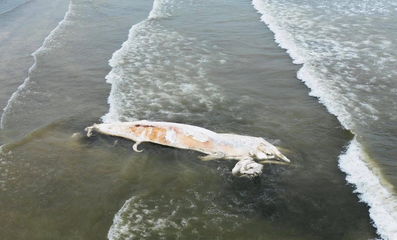 Hiện tượng cá voi 5 tấn dạt vào bờ biển Nghệ An có thể giải thích thế nào?