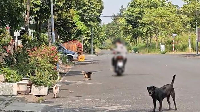 Xã Nhà Bè, TP.HCM: Người dân khốn khổ, bị tai nạn vì chó thả rông