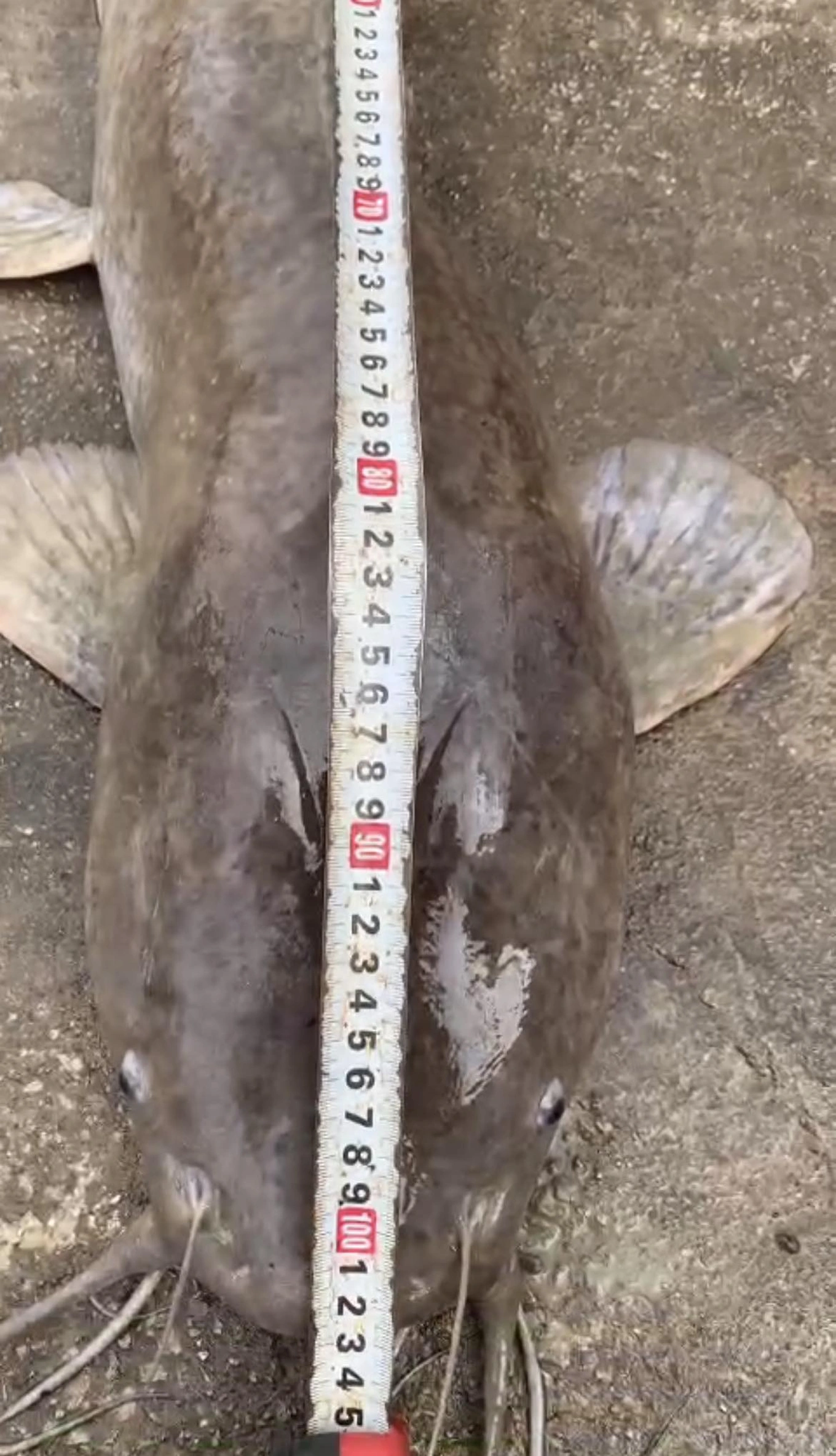 Người dân câu được cá trê dài 1m nặng 9kg, khách hỏi quyết không bán