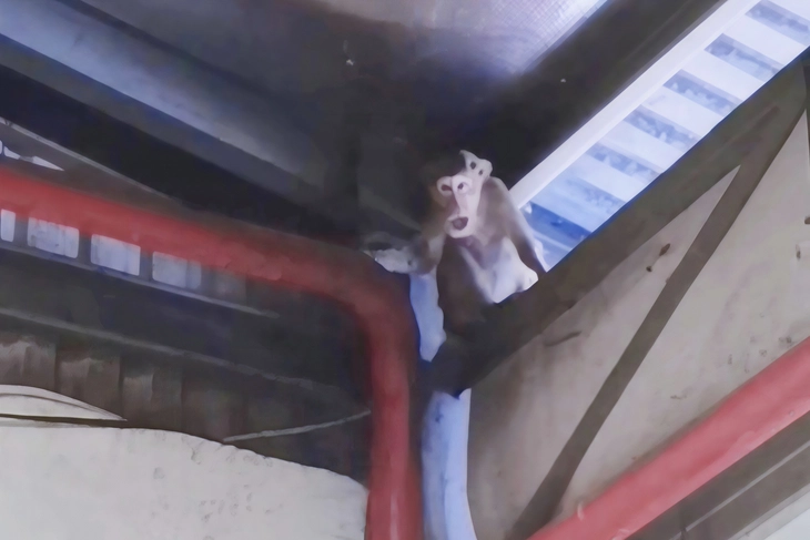 Bắt được 3 con khỉ quậy phá khuôn viên công ty ở xã Xuân Thới Sơn, TP.HCM