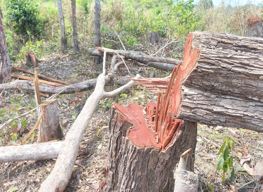 Chỉ đạo làm rõ vụ phá rừng khu vực biên giới Gia Lai