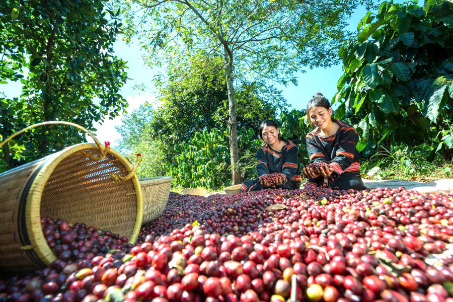 Giải tỏa áp lực về vốn cho doanh nghiệp xuất khẩu nông sản