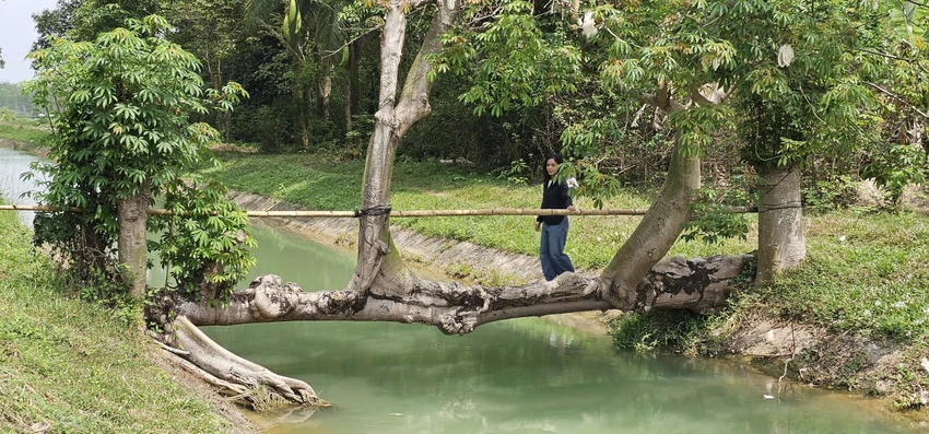 Sự thật ít biết về ‘cầu cây gòn’ độc lạ 27 năm tuổi tại TP.HCM qua lời kể chủ nhân