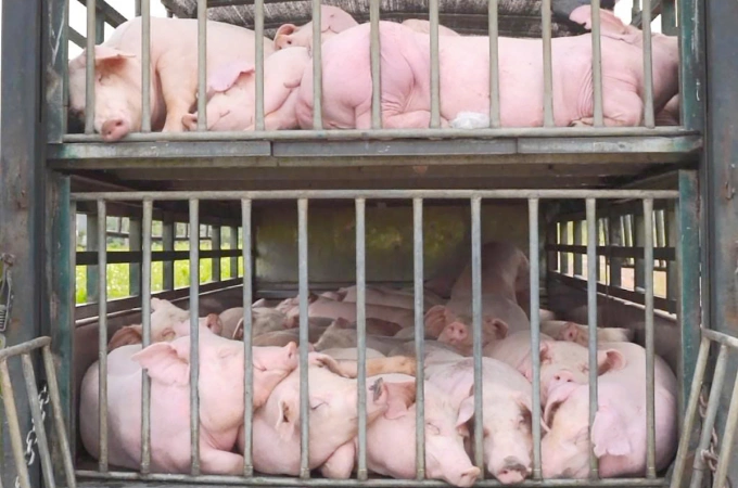 Số lợn chở trên xe nhiễm virus dịch tả châu Phi bị tiêu hủy. Ảnh: Minh Anh