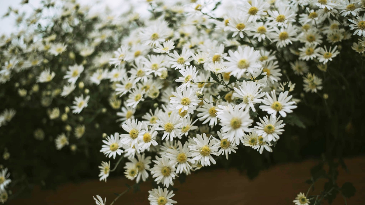 Vườn cúc họa mi nở rộ ở Đà Nẵng, khách nườm nượp check-in