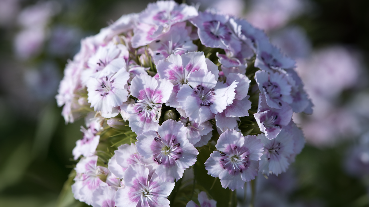 Vườn hoa cẩm tú cầu ở TPHCM ngỡ như Đà Lạt 'gây sốt' giới trẻ