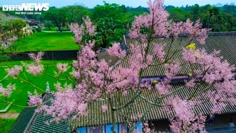 'Vương giả chi hoa' khoe sắc hồng tím trong Hoàng cung Huế