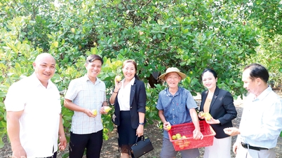 Khát vọng trở thành “vua” trái điều vàng