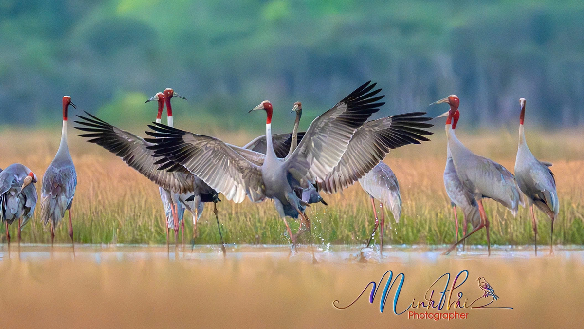 Theo chân đàn sếu đầu đỏ nơi biên giới Việt Nam - Campuchia