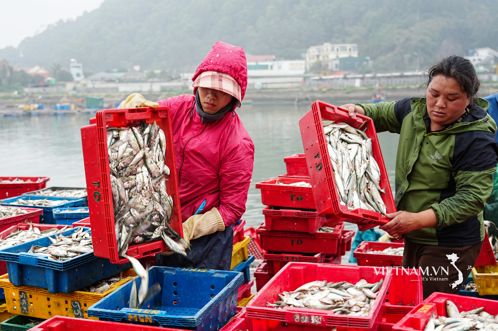 Mùa thu hoạch cá ở cảng cá Lạch Lò - Cửa Lò