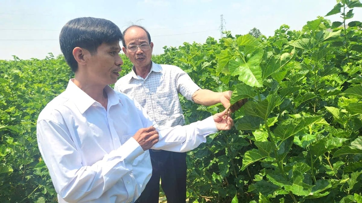 4ha ổi kém hiệu quả của ông Thủy giờ đã thành vườn dâu xanh tốt, cho thu nhập cao. Ảnh: Đăng Lâm. 4ha ổi kém hiệu quả của ông Thủy giờ đã thành vườn dâu xanh tốt, cho thu nhập cao. Ảnh: Đăng Lâm.