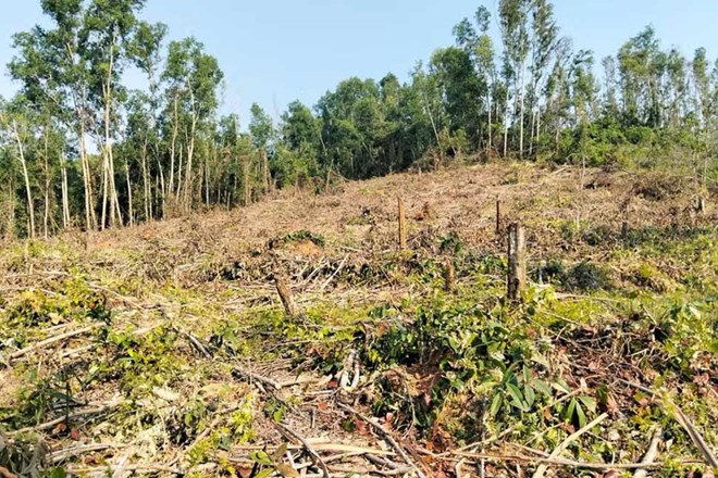 Nguyên Giám đốc Ban quản lý rừng ở Gia Lai tự ý khai thác rừng phòng hộ