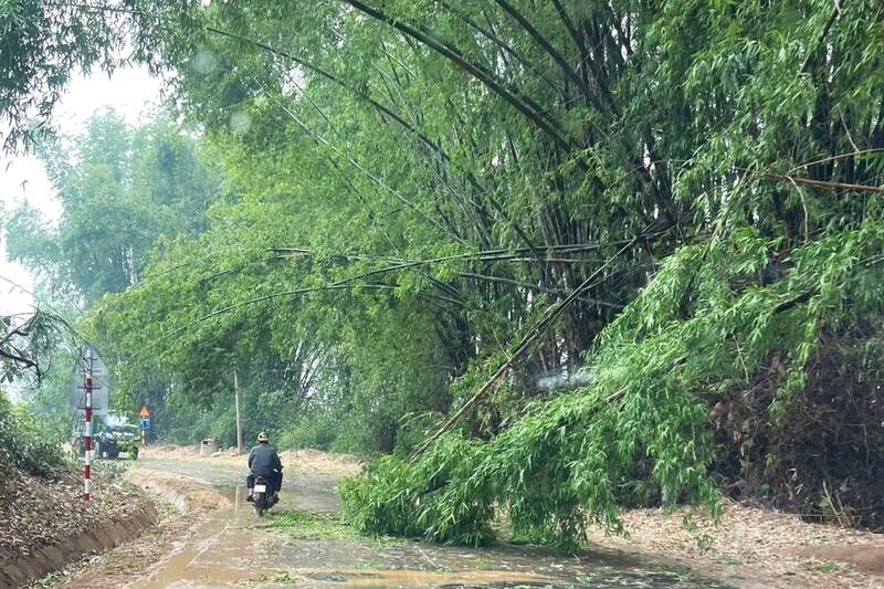 Mưa lớn dây đổ cây đường liên xã khu vực bản Nà Lìu, xã Sông Mã. Ảnh: NDCC