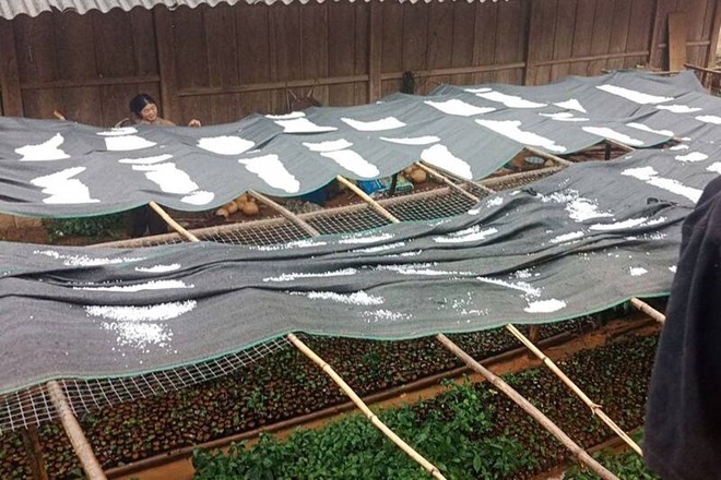 Mưa đá, dông lốc gây thiệt hại ở vùng cao Sơn La