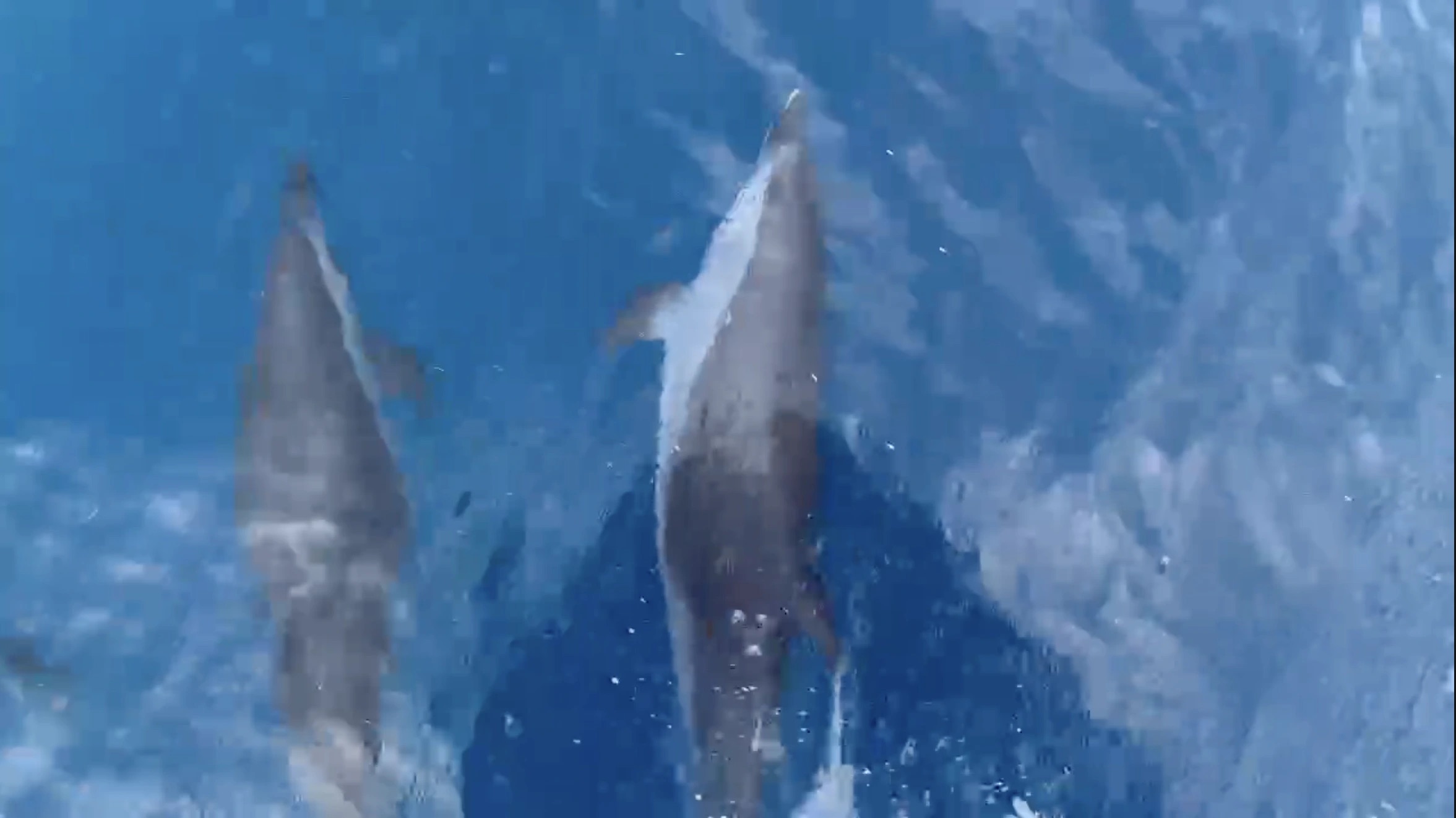 Đàn cá heo khoảng 100 con bất ngờ xuất hiện trên vùng biển Quy Nhơn - Ảnh 1.