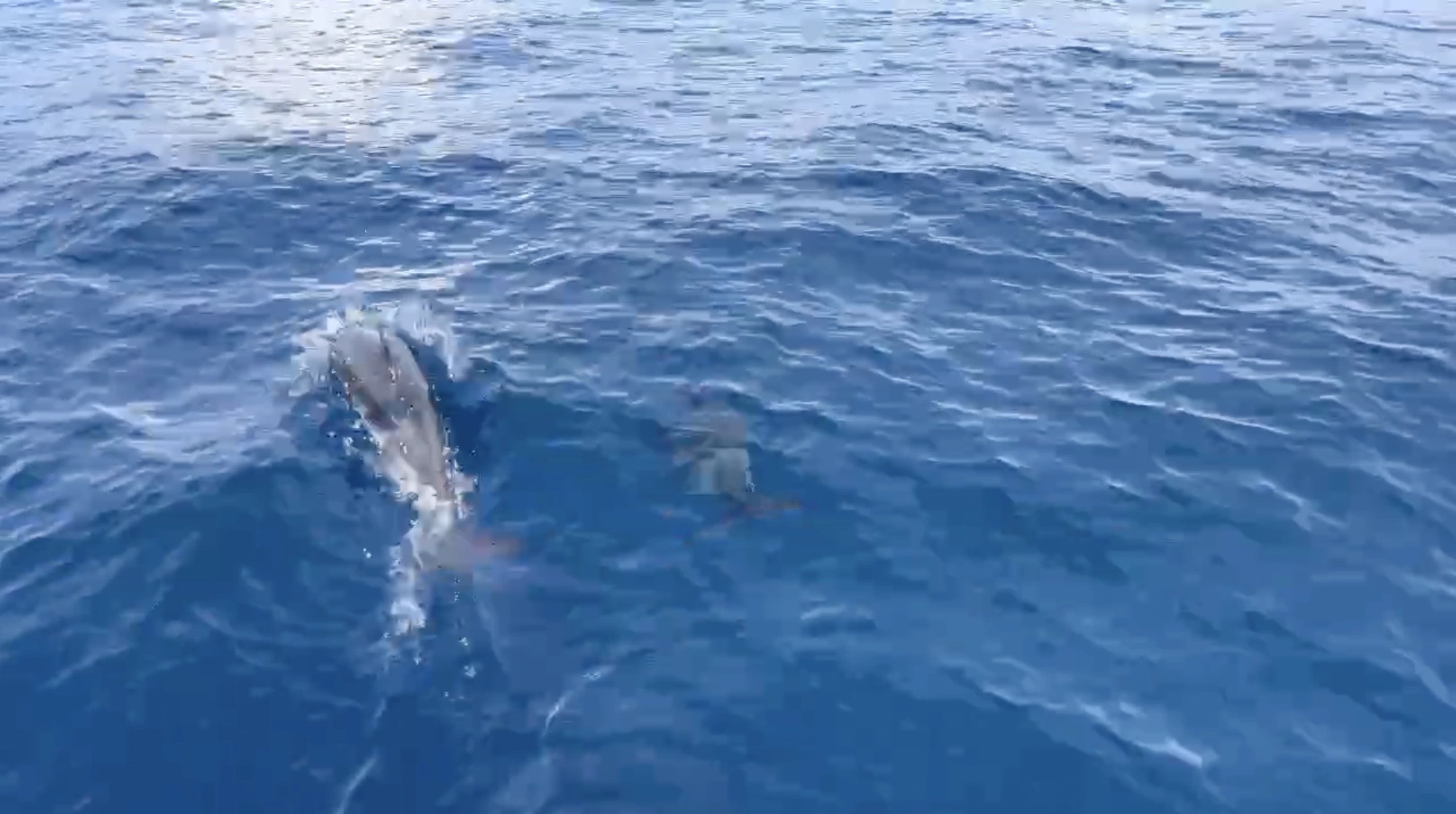 Đàn cá heo khoảng 100 con bất ngờ xuất hiện trên vùng biển Quy Nhơn - Ảnh 3.