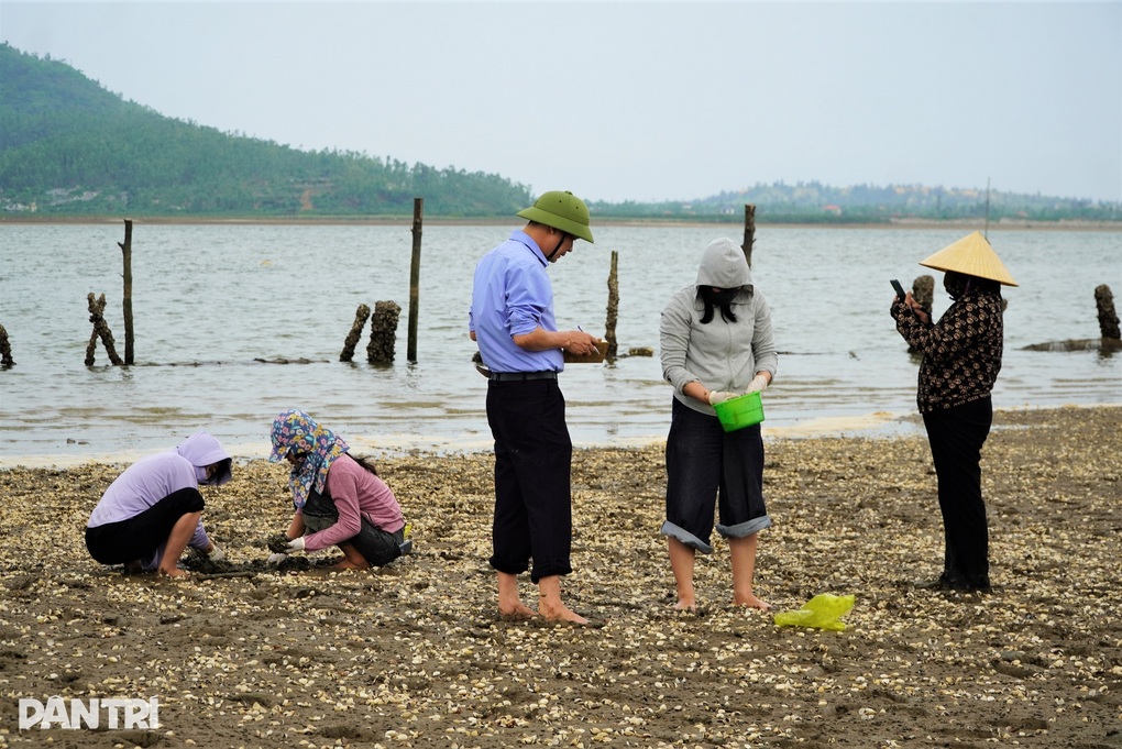 120 tấn ngao chết bất thường trước kỳ thu hoạch, người dân lo trắng tay - 3
