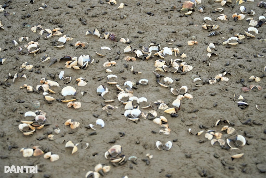 120 tấn ngao chết bất thường trước kỳ thu hoạch, người dân lo trắng tay - 2