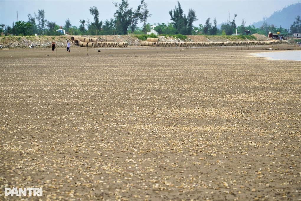 120 tấn ngao chết bất thường trước kỳ thu hoạch, người dân lo trắng tay - 1