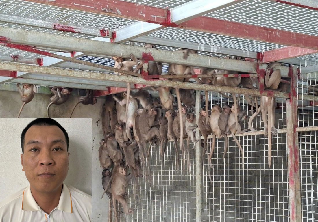 con khỉ - Ảnh 1.